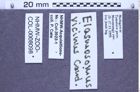 Etiketten zu Elasmosomus vicinus (Candèze, 1895) (NHMW-ZOO-COL-0008098)